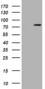 RASGRP3 Antibody in Western Blot (WB)