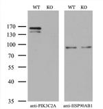 PIK3C2A Antibody