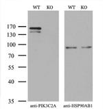 PIK3C2A Antibody in Western Blot (WB)