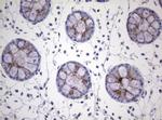 NEU1 Antibody in Immunohistochemistry (Paraffin) (IHC (P))