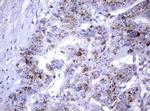 NEU1 Antibody in Immunohistochemistry (Paraffin) (IHC (P))