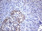 NEU1 Antibody in Immunohistochemistry (Paraffin) (IHC (P))