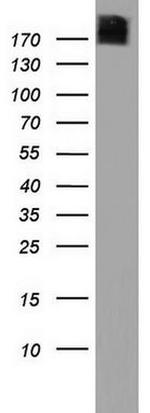 PIK3C2A Antibody in Western Blot (WB)