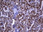 DOCK8 Antibody in Immunohistochemistry (Paraffin) (IHC (P))