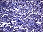 DOCK8 Antibody in Immunohistochemistry (Paraffin) (IHC (P))