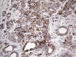 PIK3CD Antibody in Immunohistochemistry (Paraffin) (IHC (P))