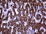 PIK3CD Antibody in Immunohistochemistry (Paraffin) (IHC (P))