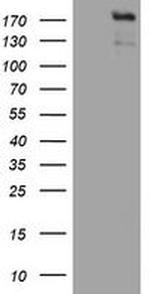 ZEB2 Antibody in Western Blot (WB)