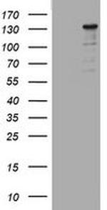 ZEB2 Antibody in Western Blot (WB)