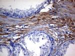 MFN1 Antibody in Immunohistochemistry (Paraffin) (IHC (P))