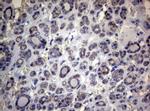 MFN1 Antibody in Immunohistochemistry (Paraffin) (IHC (P))