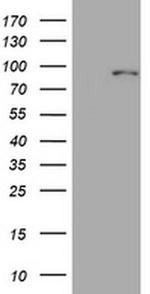 MFN1 Antibody in Western Blot (WB)