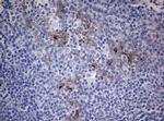 MFN1 Antibody in Immunohistochemistry (Paraffin) (IHC (P))