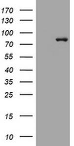 MFN1 Antibody in Western Blot (WB)