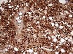 ASL Antibody in Immunohistochemistry (Paraffin) (IHC (P))