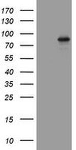 AFAP Antibody in Western Blot (WB)