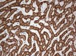 OTC Antibody in Immunohistochemistry (Paraffin) (IHC (P))