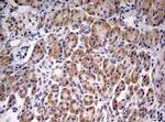 PARN Antibody in Immunohistochemistry (Paraffin) (IHC (P))