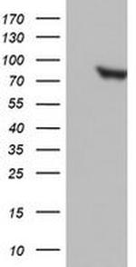 PARN Antibody in Western Blot (WB)