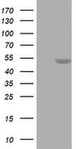 FEN1 Antibody in Western Blot (WB)