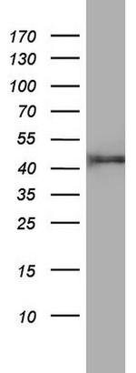 FEN1 Antibody in Western Blot (WB)