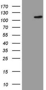 FBXW7 Antibody in Western Blot (WB)