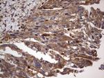 DOCK8 Antibody in Immunohistochemistry (Paraffin) (IHC (P))