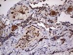 DOCK8 Antibody in Immunohistochemistry (Paraffin) (IHC (P))