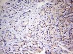 PRRX1 Antibody in Immunohistochemistry (Paraffin) (IHC (P))