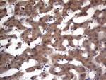 PRRX1 Antibody in Immunohistochemistry (Paraffin) (IHC (P))