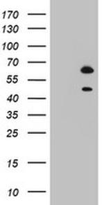 RBFOX1 Antibody in Western Blot (WB)