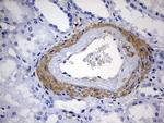 KLHL12 Antibody in Immunohistochemistry (Paraffin) (IHC (P))