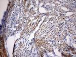 KLHL12 Antibody in Immunohistochemistry (Paraffin) (IHC (P))