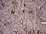 GBA Antibody in Immunohistochemistry (Paraffin) (IHC (P))