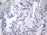 RBFOX1 Antibody in Immunohistochemistry (Paraffin) (IHC (P))