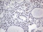 RBFOX1 Antibody in Immunohistochemistry (Paraffin) (IHC (P))