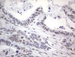 RBFOX1 Antibody in Immunohistochemistry (Paraffin) (IHC (P))