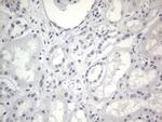 RBFOX1 Antibody in Immunohistochemistry (Paraffin) (IHC (P))