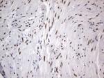 RBFOX1 Antibody in Immunohistochemistry (Paraffin) (IHC (P))