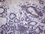 IL-20 Antibody in Immunohistochemistry (Paraffin) (IHC (P))