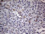 ABCD1 Antibody in Immunohistochemistry (Paraffin) (IHC (P))