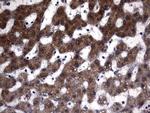 DDOST Antibody in Immunohistochemistry (Paraffin) (IHC (P))