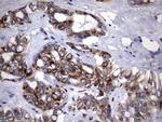 DDOST Antibody in Immunohistochemistry (Paraffin) (IHC (P))