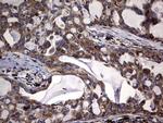 DDOST Antibody in Immunohistochemistry (Paraffin) (IHC (P))