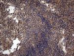 A-Raf Antibody in Immunohistochemistry (Paraffin) (IHC (P))