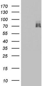 A-Raf Antibody in Western Blot (WB)