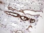 ACE2 Antibody in Immunohistochemistry (Paraffin) (IHC (P))