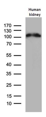 ACE2 Antibody in Western Blot (WB)