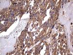 NRBF2 Antibody in Immunohistochemistry (Paraffin) (IHC (P))