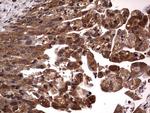 NRBF2 Antibody in Immunohistochemistry (Paraffin) (IHC (P))